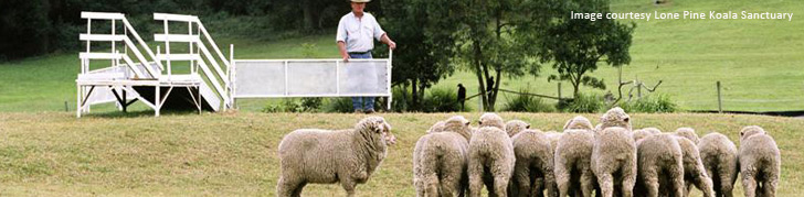 Sheep Herding