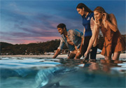 Dolphin Feeding at Tangalooma