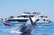 Brisbane Whale Watching