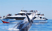 Brisbane Whale Watching Cruise with Lunch from Redcliffe