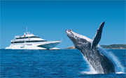 Tangalooma Dolphin and Whale Watching Cruise