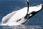 Brisbane Whale Watching